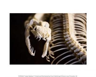Snake Skeleton | Obraz na stenu