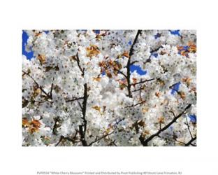 White Cherry Blossoms | Obraz na stenu