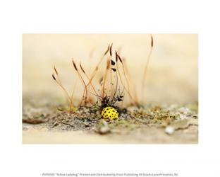 Yellow Ladybug | Obraz na stenu