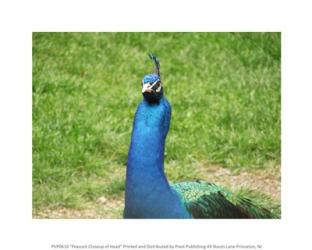 Peacock Closeup of Head | Obraz na stenu