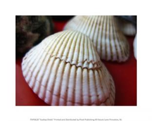 Scallop Shells | Obraz na stenu