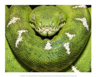 The Green Boa Snake | Obraz na stenu