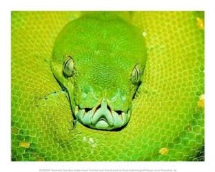 Emerald Tree Boa Snake Head | Obraz na stenu