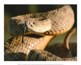 The Rattle Snake | Obraz na stenu