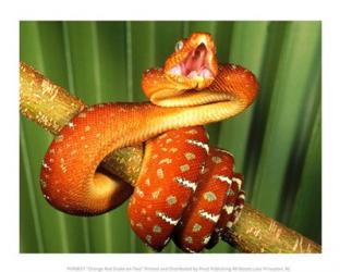 Orange Red Snake on Tree | Obraz na stenu