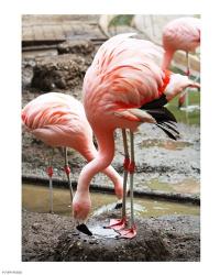 Flamingo in Stassbourg | Obraz na stenu