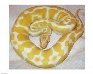 Albino Ball Python | Obraz na stenu