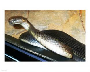 Asian Cobra | Obraz na stenu
