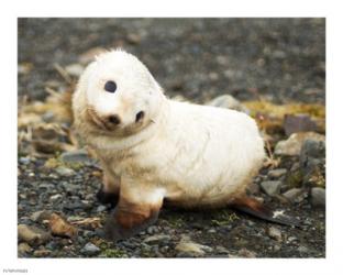 Baby Fur Seal, South Georgia | Obraz na stenu