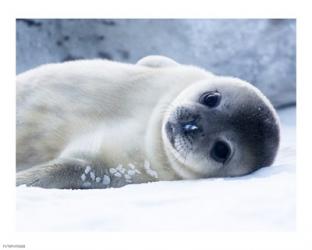 Baby Seal | Obraz na stenu