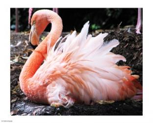 Broedende Rode Flamingo | Obraz na stenu