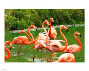 Caribbean Flamingo | Obraz na stenu