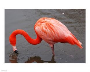 Caribbean Flamingo at Slimbridge Arp | Obraz na stenu