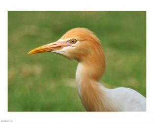 Cattle Egret Bubulcus Ibis | Obraz na stenu