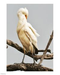 Cattle Egret Bubulcus Ibis Preening | Obraz na stenu