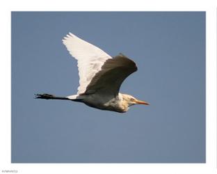 Cattle Egret | Obraz na stenu