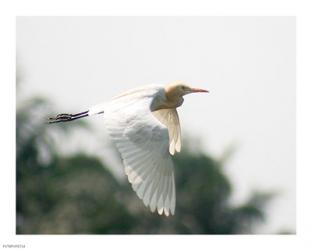 Cattle Egret | Obraz na stenu