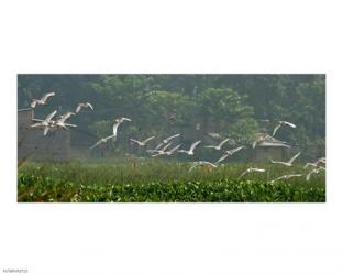 Cattle Egrets | Obraz na stenu