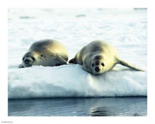 Crabeater Seals | Obraz na stenu