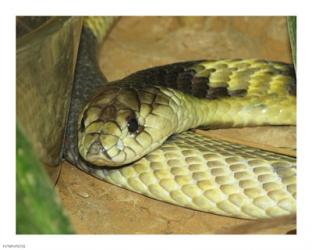 Egyptian Cobra | Obraz na stenu