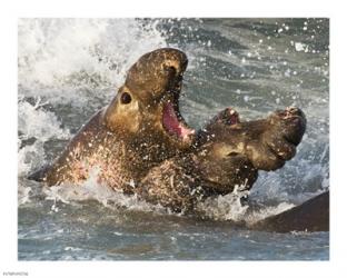 Elephant Seals Fighting | Obraz na stenu