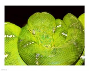 Emerald Tree Boa | Obraz na stenu