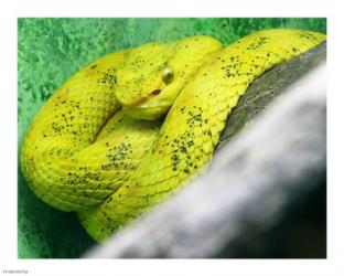 Eyelash Viper Bothriechis Schlegelii | Obraz na stenu