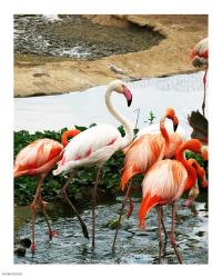 Flamingos | Obraz na stenu