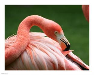 Flamingo | Obraz na stenu