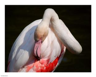 Flamingo Blijdorp | Obraz na stenu