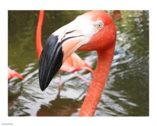 Florida Flamingo | Obraz na stenu