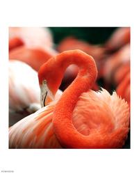 Flamingo National Zoo | Obraz na stenu
