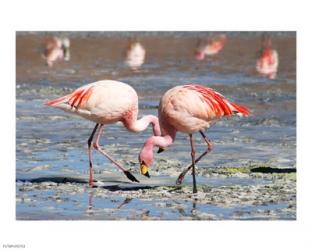 Flamingos Laguna Colorada | Obraz na stenu