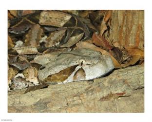 Gaboon Viper | Obraz na stenu