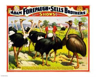 Great Birds of the World, Poster 1898 | Obraz na stenu