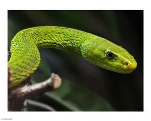 Green Mamba | Obraz na stenu