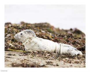 Harbor Seal Pup | Obraz na stenu