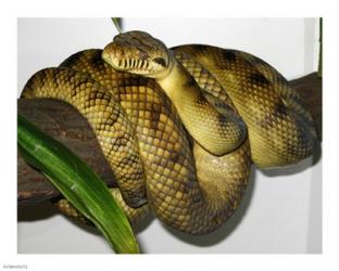 High-Yellow Scrub Python Morelia Amethistina | Obraz na stenu