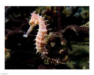 Hippocampus Histrix (Beige Thorny Seahose) | Obraz na stenu