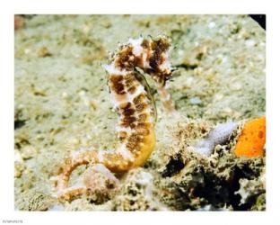 Hippocampus Histrix (Thorny seahorse) | Obraz na stenu