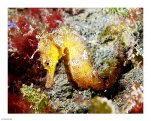 Yellow Hippocampus Kuda (Estuary Seahorse) | Obraz na stenu