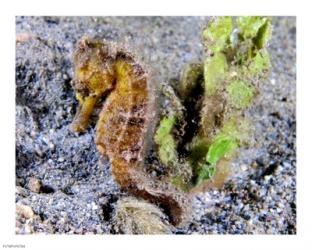 Hippocampus Kuda (Yellow Estuary Seahorse) | Obraz na stenu