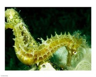 Green Seahorse | Obraz na stenu