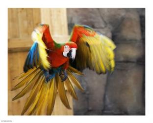Hybrid Macaw Flying Flamingo Land | Obraz na stenu