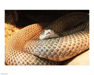 Indian Cobra Coiled Up | Obraz na stenu