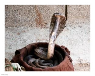 Indian Cobra | Obraz na stenu