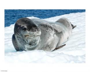 Leopard Seals In Antarctica | Obraz na stenu