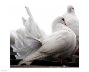 Little White Dove, Colchester Zoo | Obraz na stenu