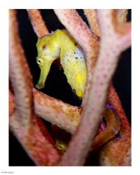 Long Snout Seahorse | Obraz na stenu