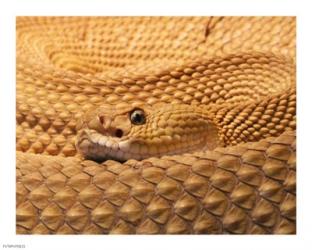 Mexican West Coast Rattlesnake | Obraz na stenu
